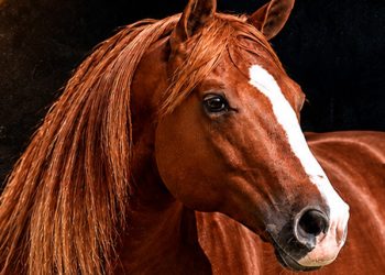 Garanhão do Monte Sião Haras reúne títulos com genética de alta performance