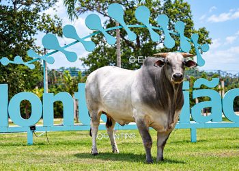 Fazenda no Tocantins se destaca no melhoramento genético e reúne 12 touros próprios